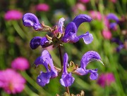 04 Salvia pratensis- Salvia dei prati 